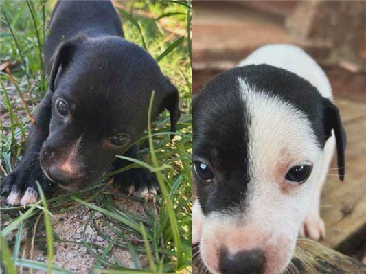 Cachorro cão para adoção Macho Pequeno 2 a 6 meses 