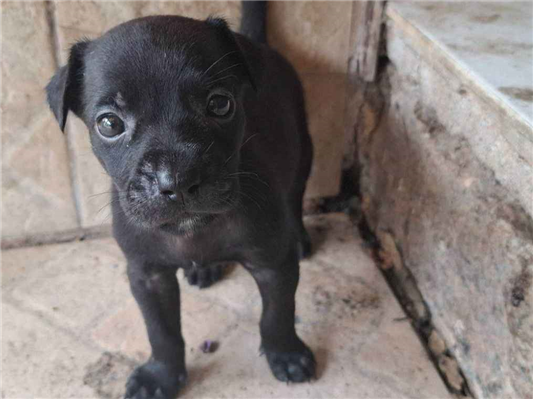 Cachorro cão para adoção Macho Pequeno 2 a 6 meses 