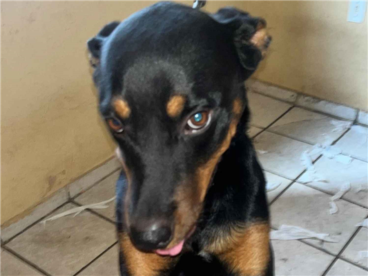 Cachorro cão para adoção Macho Médio  2 anos 