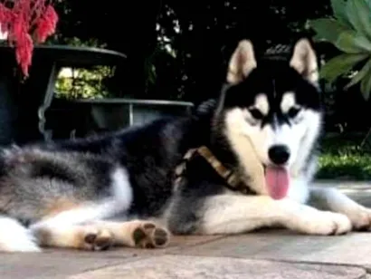 Cao Husky Siberiano Grande 6-anos-Acima