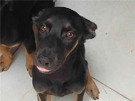 Cachorro cão para adoção Fêmea Médio  2 a 6 meses 