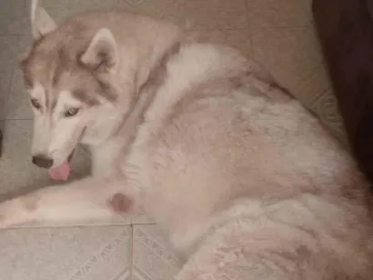 Cao Husky Siberiano Grande 6-anos-Acima