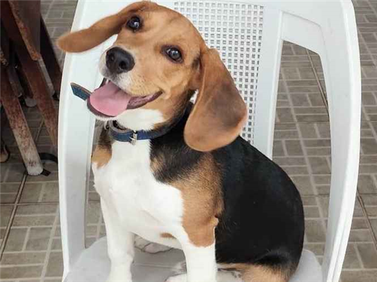 Cachorro cão para adoção Macho Médio  7 a 11 meses 