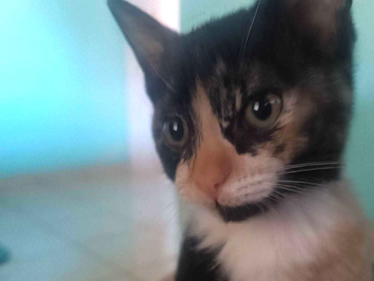 Gato para adoção Fêmea Pequeno 2 a 6 meses