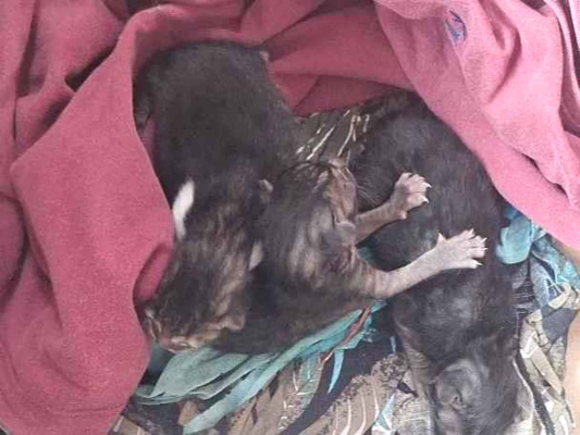 Gato - Ambos PequenoAbaixo de 2 meses