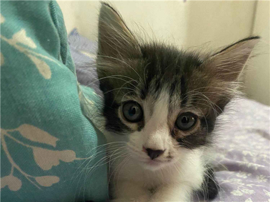 Gato para adoção Macho Pequeno Abaixo de 2 meses
