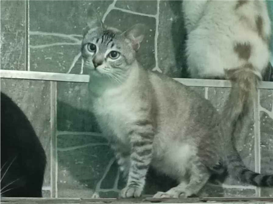 Gato para adoção Ambos Pequeno 7 a 11 meses