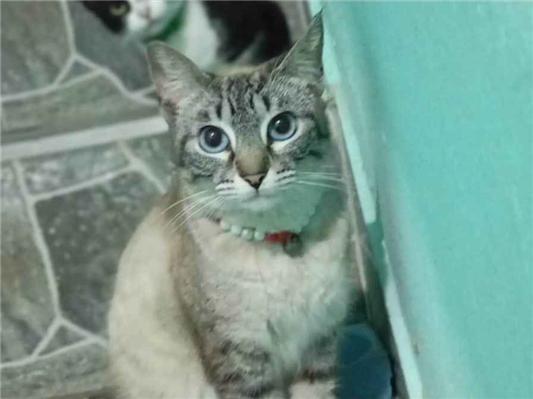 Gato para adoção Ambos Pequeno 7 a 11 meses