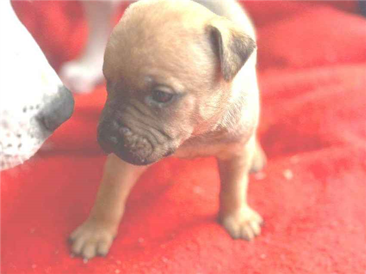 Cachorro cão para adoção Fêmea Médio  2 a 6 meses 
