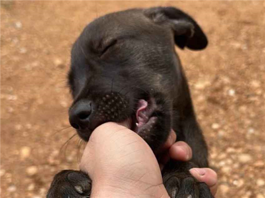Cachorro cão para adoção Fêmea Pequeno 2 a 6 meses 