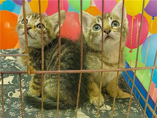 Gato para adoção Ambos Pequeno Abaixo de 2 meses