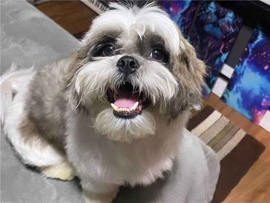 Cachorro cão para adoção Macho Pequeno 4 anos 