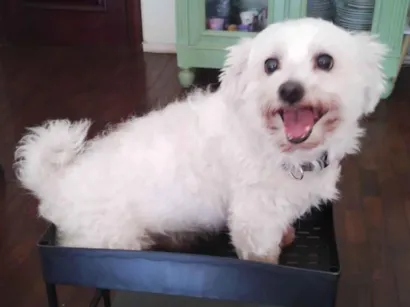 Cao Maltês Pequeno 6-anos-Acima