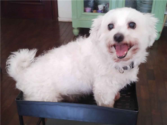 Cachorro cão para adoção Macho Pequeno 6 anos Acima 