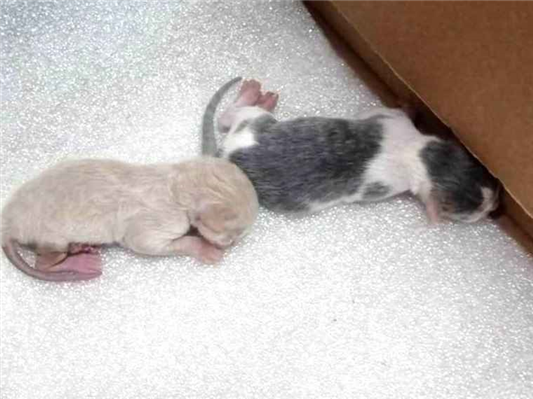 Gato para adoção Ambos Pequeno Abaixo de 2 meses
