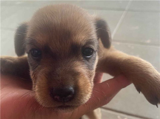Cachorro cão para adoção Ambos Pequeno Abaixo de 2 meses 