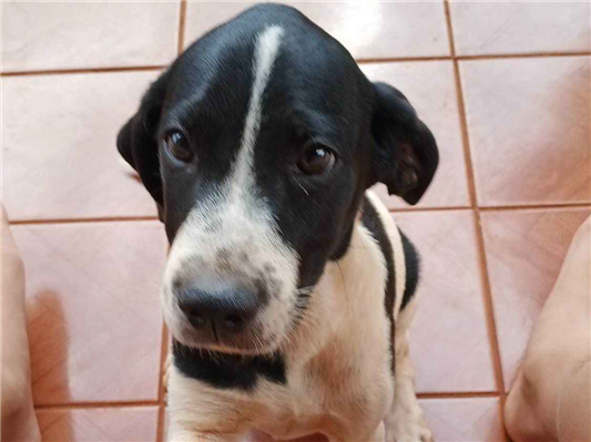 Cachorro cão para adoção Macho Médio  2 a 6 meses 