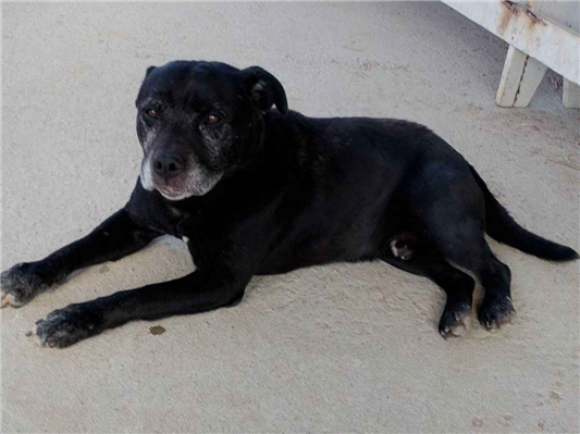 Cachorro cão para adoção Macho Médio  5 anos 