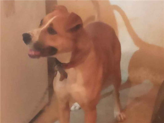 Cachorro cão para adoção Macho Médio  1 ano 