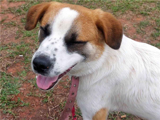 Cachorro cão para adoção Macho Médio  1 ano 