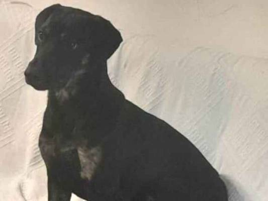 Cachorro cão para adoção Macho Médio  1 ano 