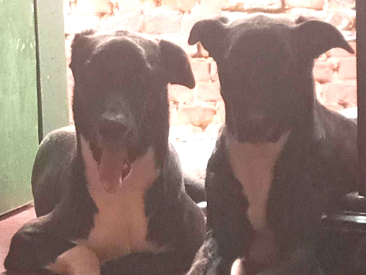 Cachorro cão para adoção Macho Médio  1 ano 