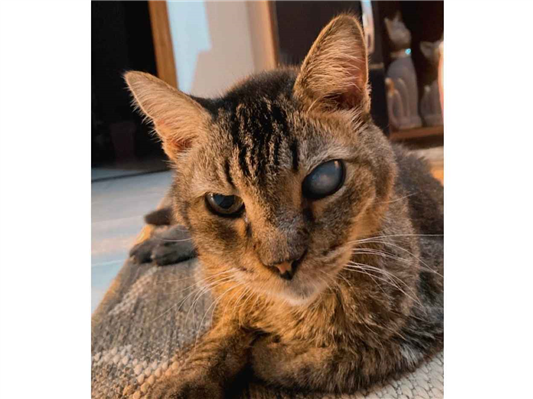 Gato Procura-Perdido Macho Médio 6 anos Acima 