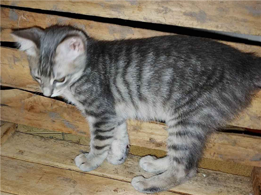 Gato para adoção Ambos Pequeno 2 a 6 meses