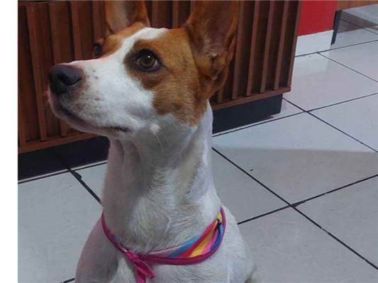 Cachorro cão para adoção Fêmea Grande 7 a 11 meses 