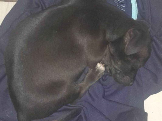 Cao - Fêmea Pequeno2 a 6 meses