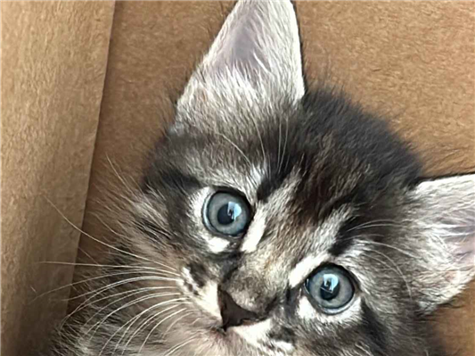 Gato para adoção Fêmea Pequeno Abaixo de 2 meses