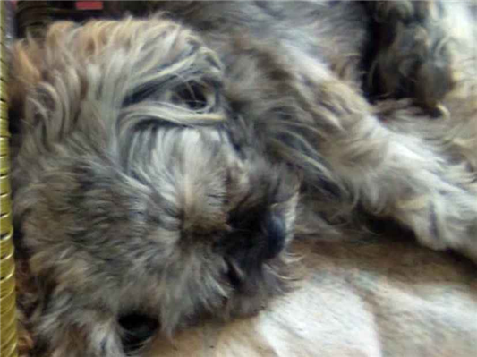 Cao Procura-Perdido Macho Pequeno 2 anos 