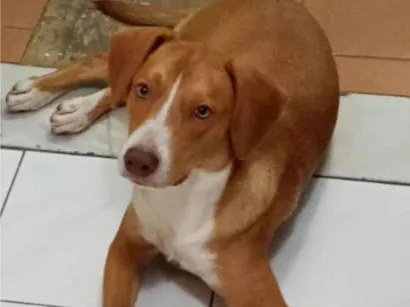 Cao SRD-ViraLata Medio 2-a-6-meses