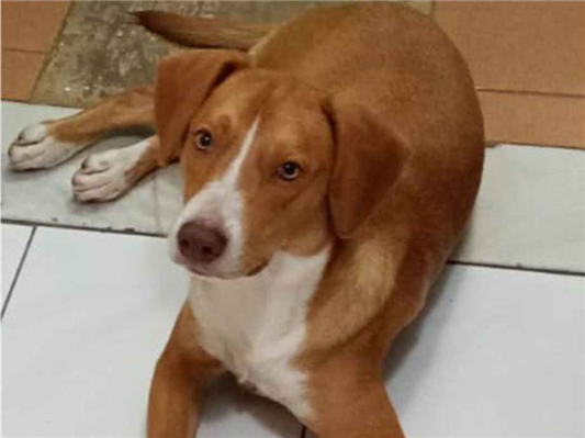 Cachorro cão para adoção Macho Médio  2 a 6 meses 