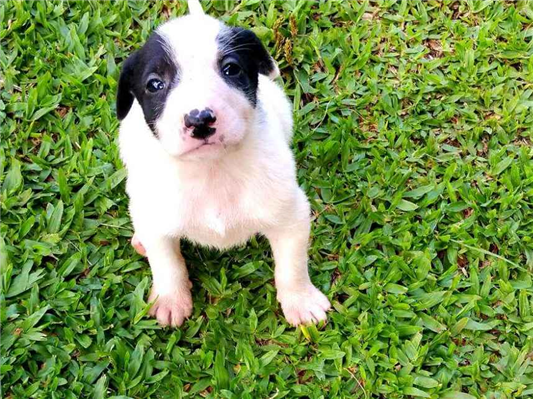 Cachorro cão para adoção Fêmea Grande Abaixo de 2 meses 