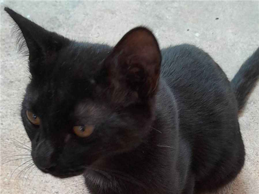 Gato para adoção Macho Pequeno 2 a 6 meses