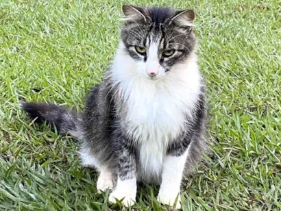 Gato SRD-ViraLata Medio 7-a-11-meses