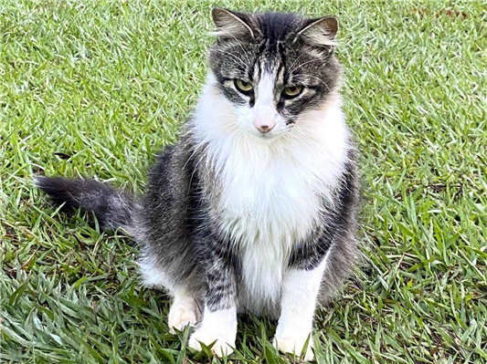 Gato para adoção Macho Médio 7 a 11 meses