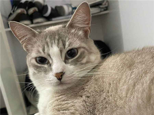 Gato para adoção Fêmea Médio 1 ano