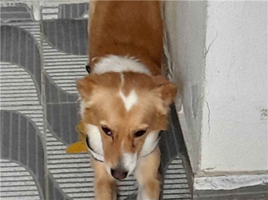 Cachorro cão para adoção Macho Médio  2 anos 