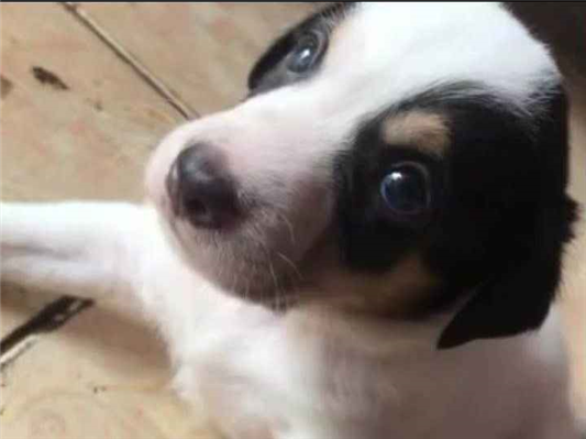 Cachorro cão para adoção Macho Pequeno 2 a 6 meses 