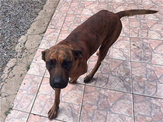 Cachorro cão para adoção Macho Grande 3 anos 