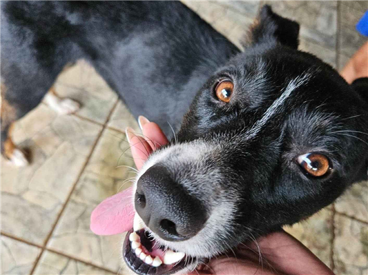 Cachorro cão para adoção Macho Médio  5 anos 