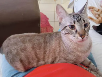 Gato SRD-ViraLata Grande 1-ano