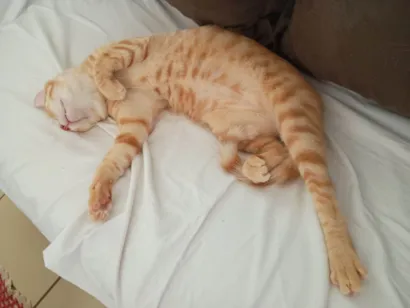 Gato SRD-ViraLata Medio 1-ano