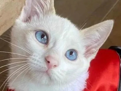 Gato SRD-ViraLata Pequeno 2-a-6-meses