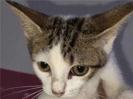 Gato para adoção Ambos Pequeno 2 a 6 meses