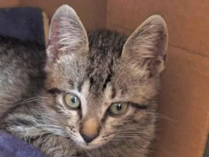 Gato SRD-ViraLata Pequeno 2-a-6-meses