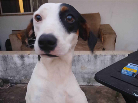 Cachorro cão para adoção Fêmea Médio  1 ano 
