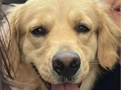 Cao Labrador Medio 1-ano